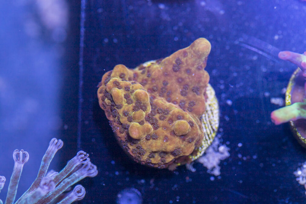 Montipora - Phoenix Danae