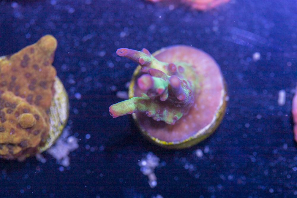 Acropora - Hyper Strawberry Shortcake
