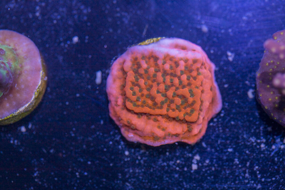 Montipora - Cherry Tree