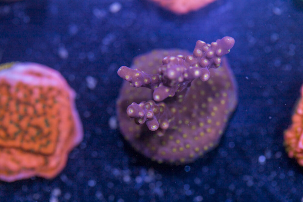 Acropora - Yellow Polyp Fireworks
