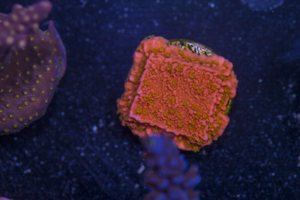 Montipora - Sunburst