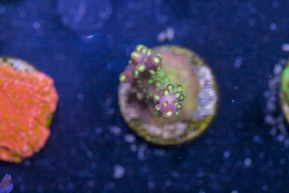 Acropora - Rainbow Loom