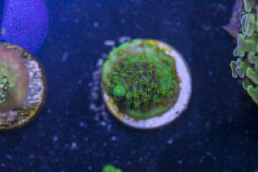 Acropora - Dallas