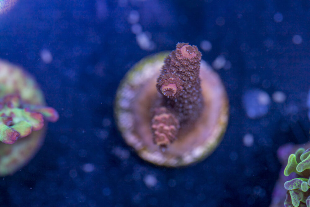 Millepora