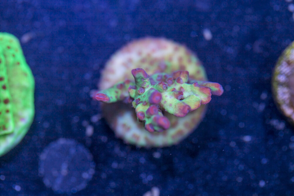 Acropora - Hyper Strawberry Shortcake