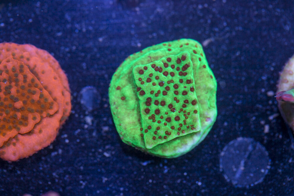 Montipora - Chilli Pepper