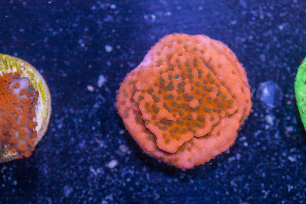 Montipora - Cherry Tree
