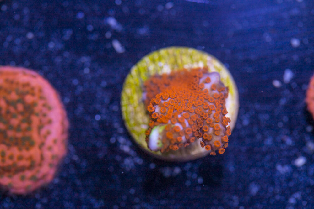 Montipora - Bubblegum Digitata