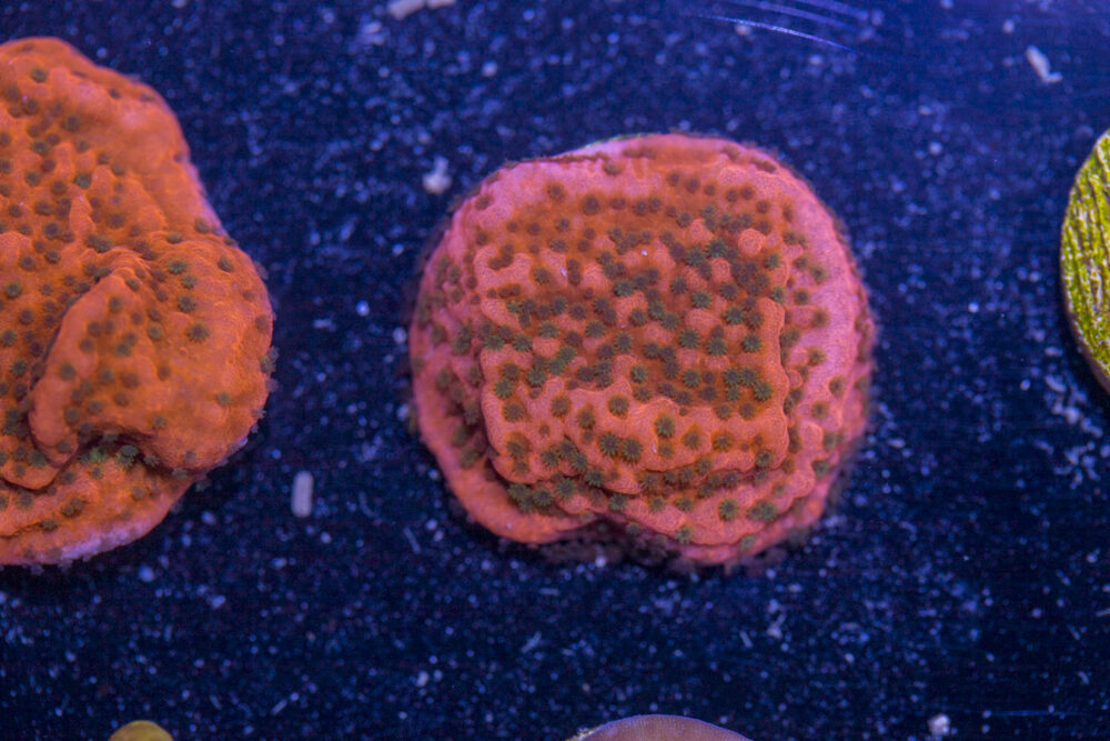 Montipora - Cherry Tree