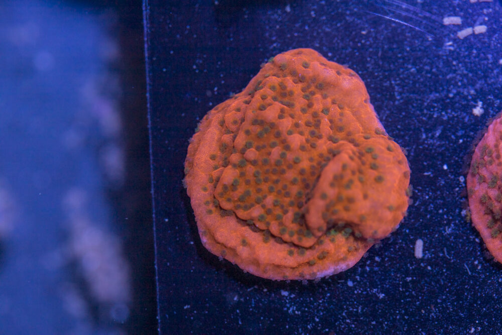 Montipora - Cherry Tree