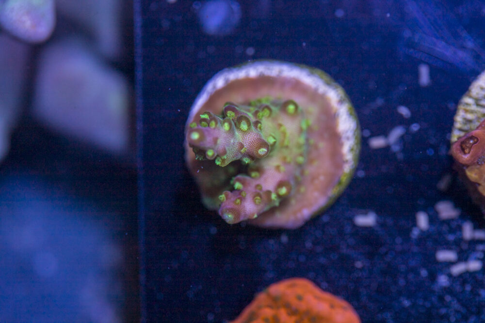 Acropora - Goosebumps