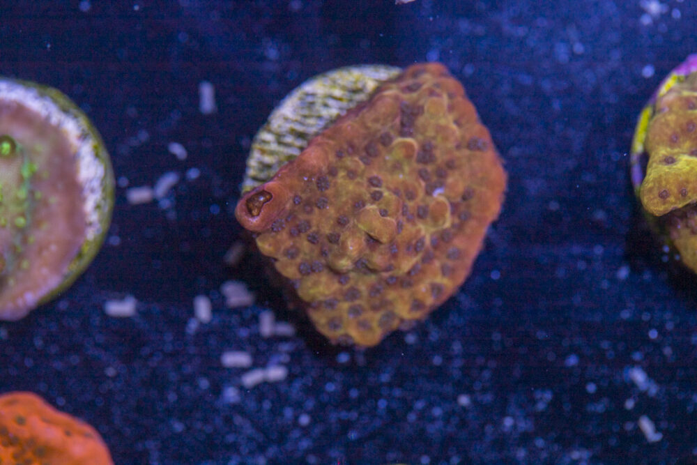 Montipora - Phoenix Danae