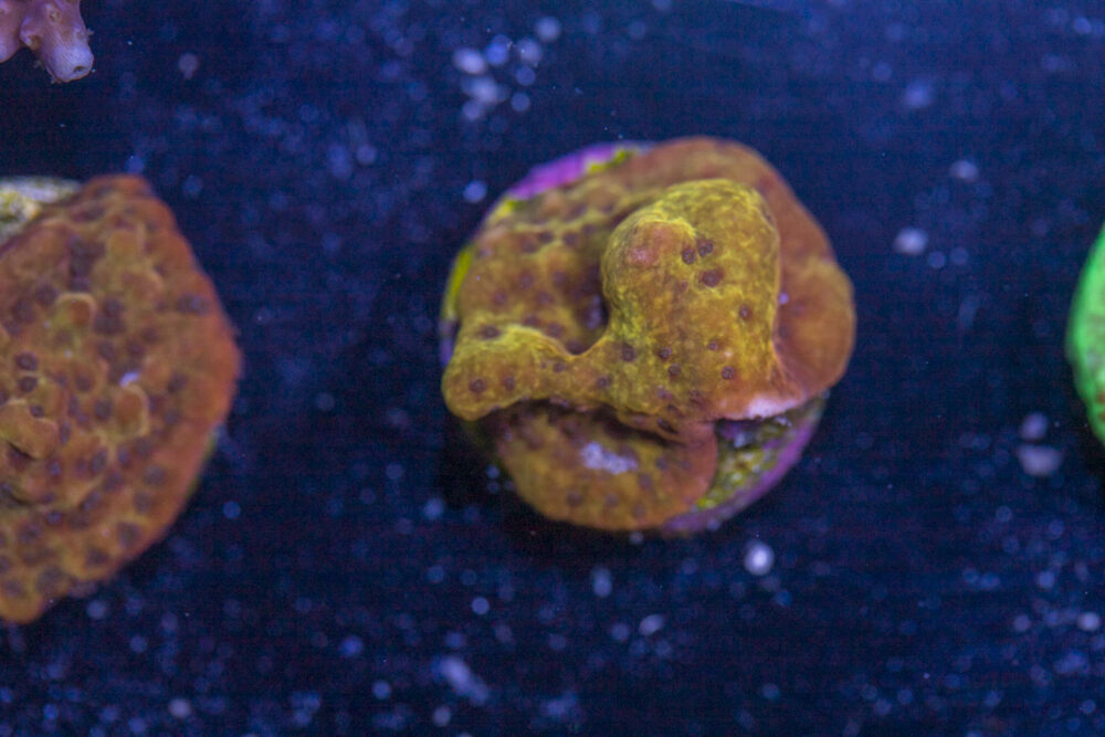 Montipora - Phoenix Danae