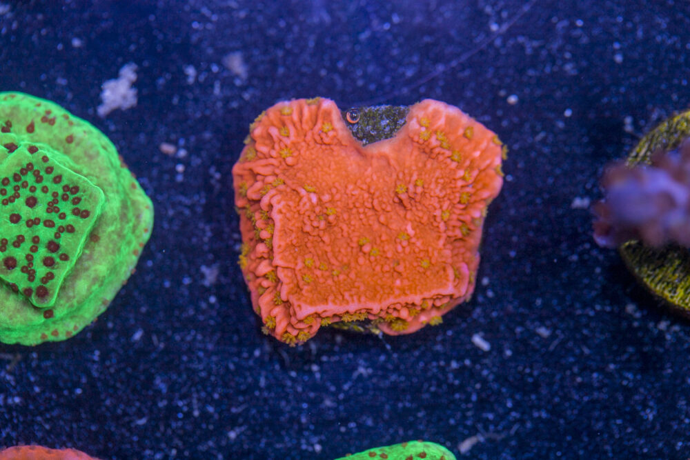 Montipora - Sunburst