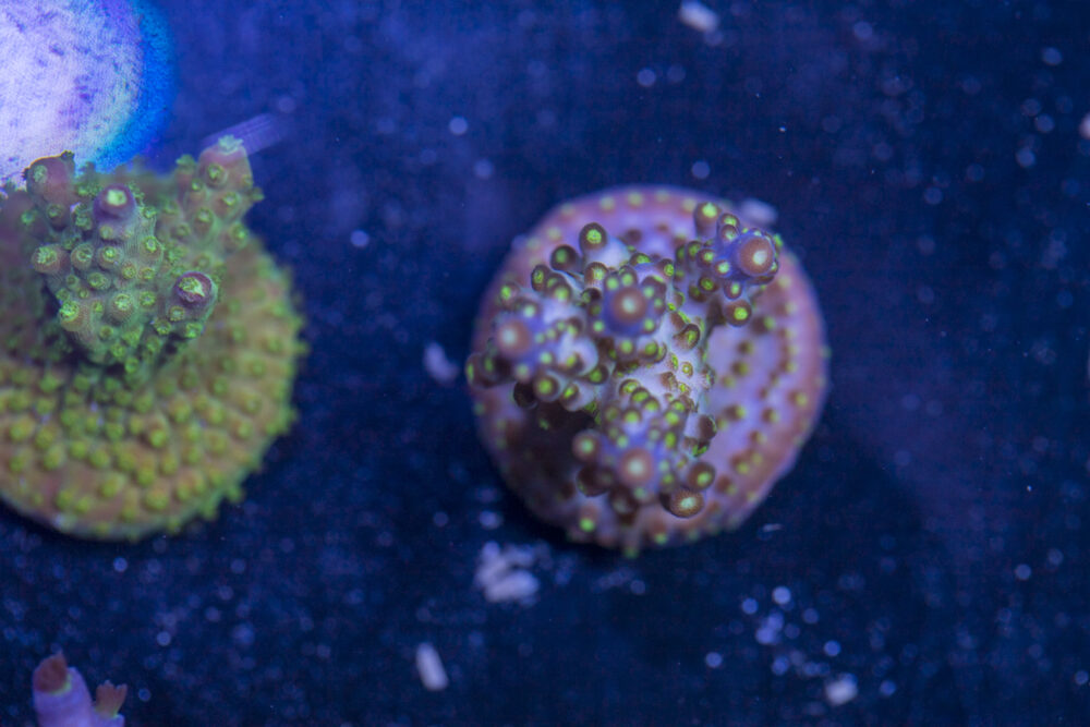 Acropora - Goosebumps