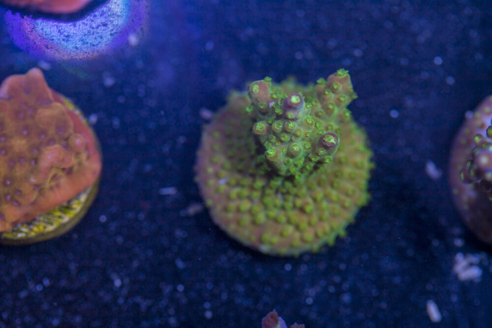 Acropora - Rainbow Loom