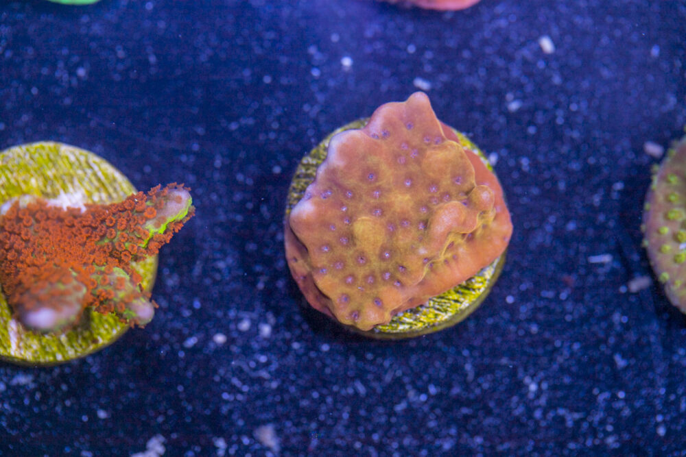 Montipora - Phoenix Danae