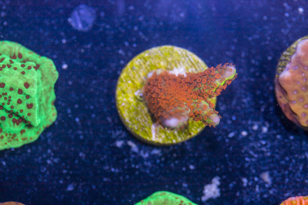 Montipora - Bubblegum Digitata
