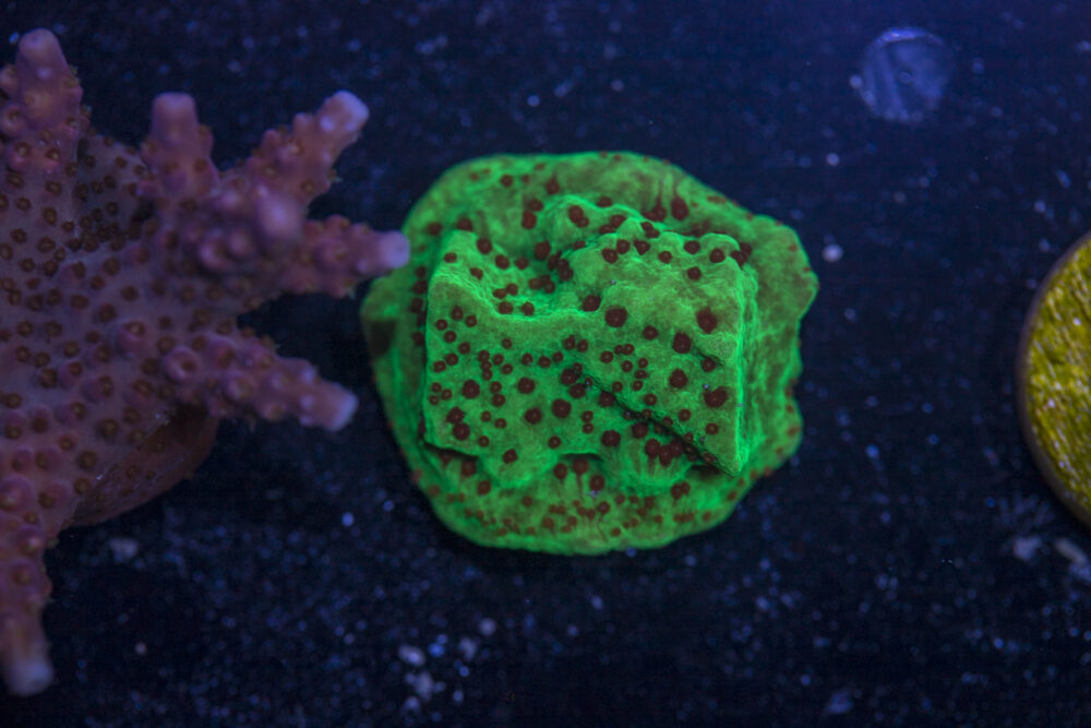 Montipora - Chilli Pepper