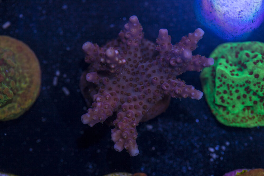 Acropora - Fireworks
