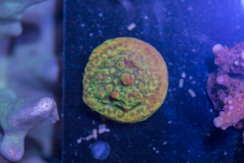 Montipora - Grafted