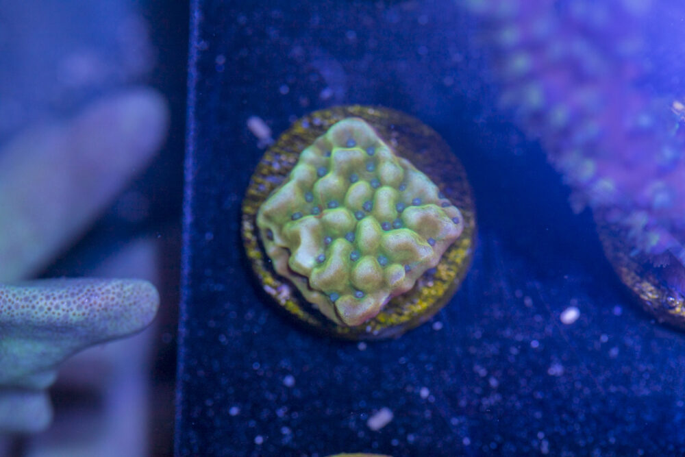 Montipora - Beach Bum