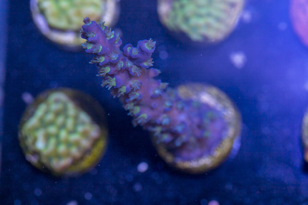 Acropora - Shaggy Blue