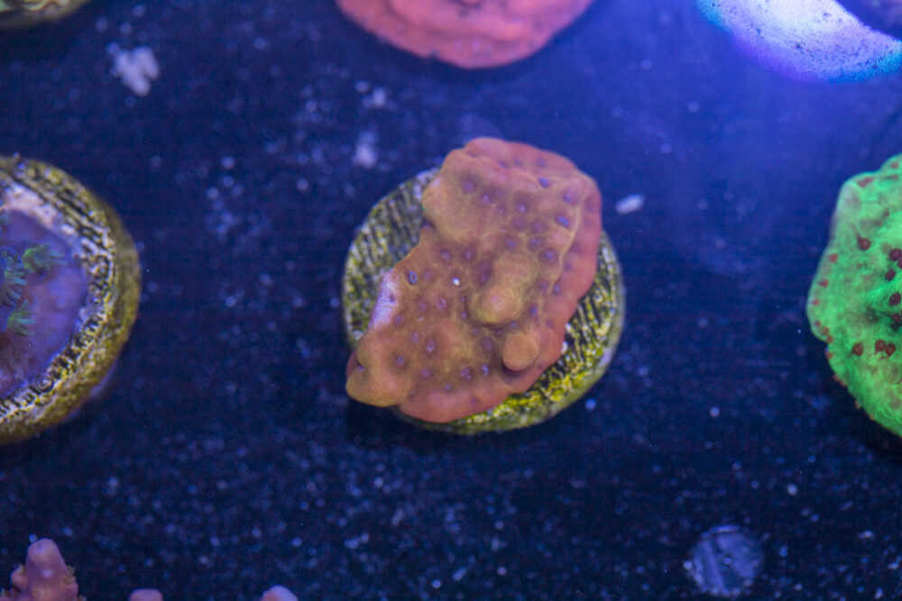 Montipora - Phoenix Danae