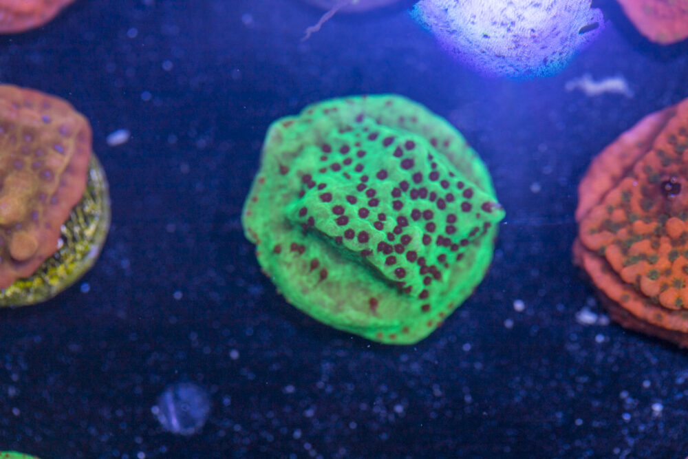Montipora - Chilli Pepper