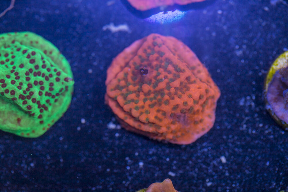 Montipora - Cherry Tree