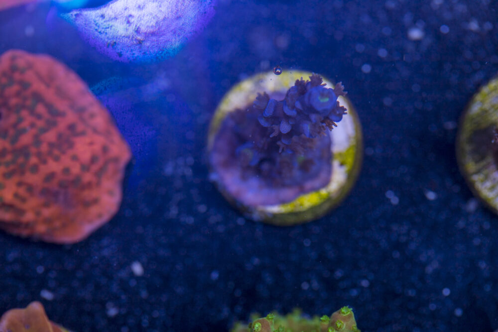 Acropora - Shaggy Blue