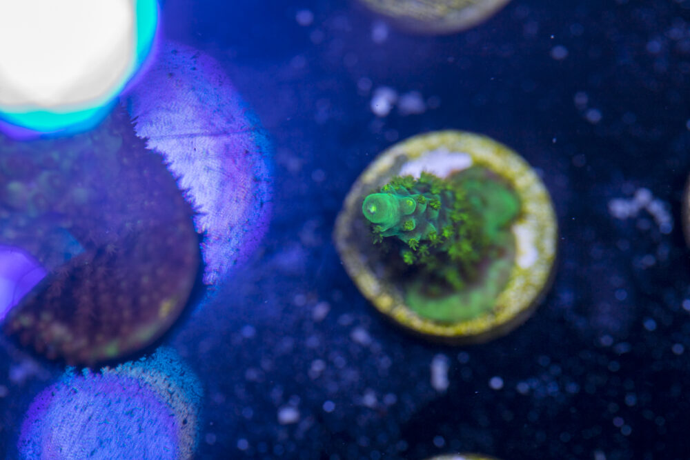 Acropora - Dallas