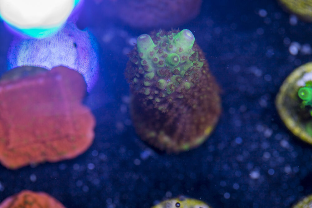 Acropora - Red Polyp Dallas