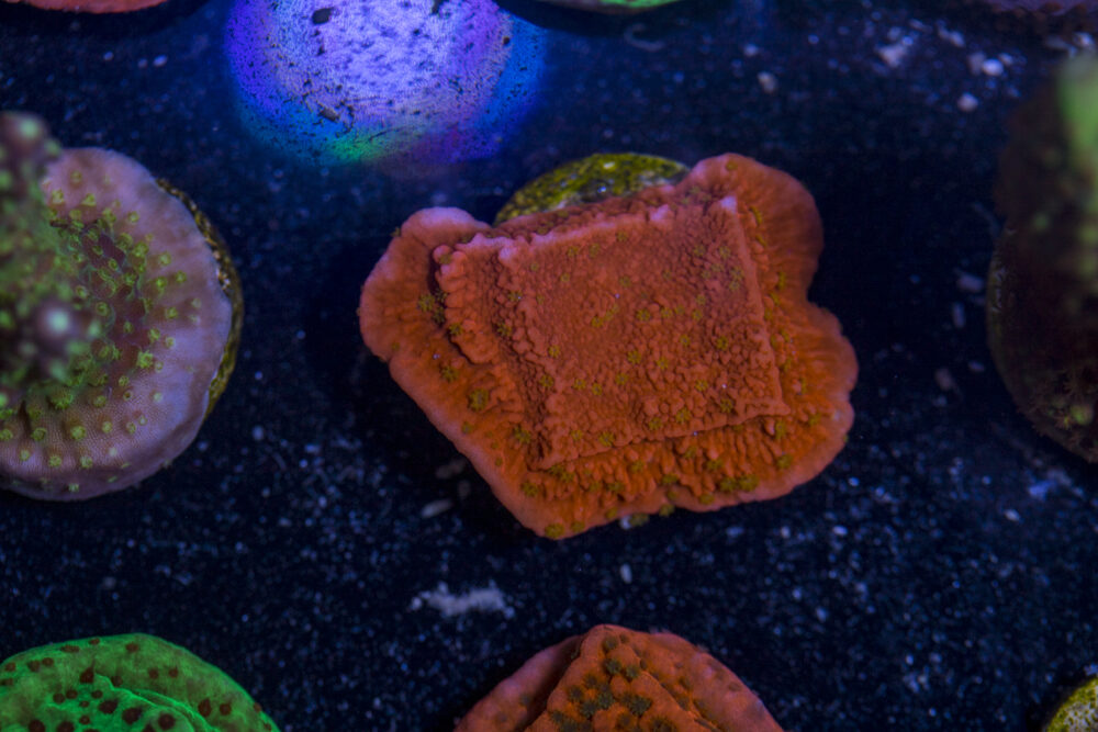 Montipora - Sunburst