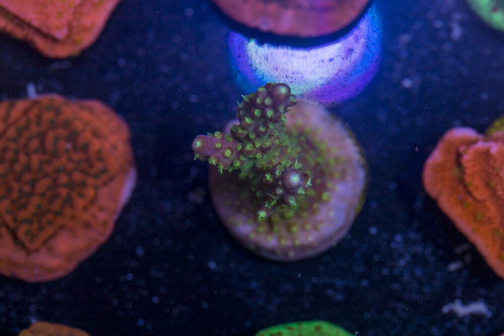 Acropora - Goosebumps