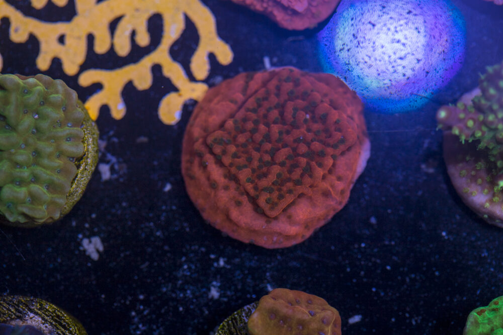 Montipora - Cherry Tree