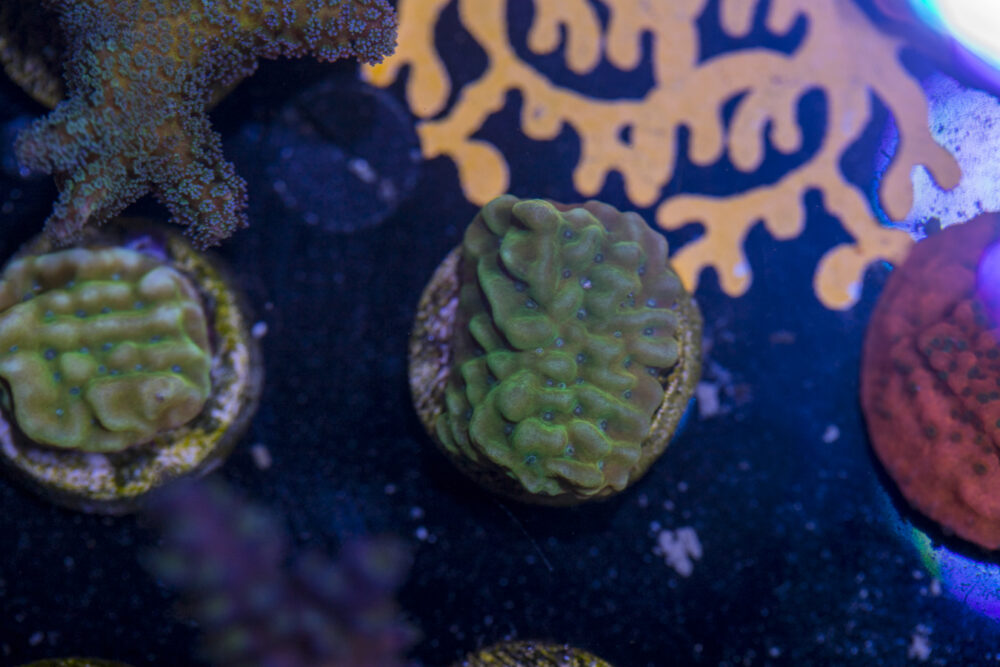 Montipora - Beach Bum