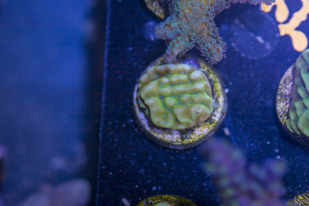 Montipora - Beach Bum