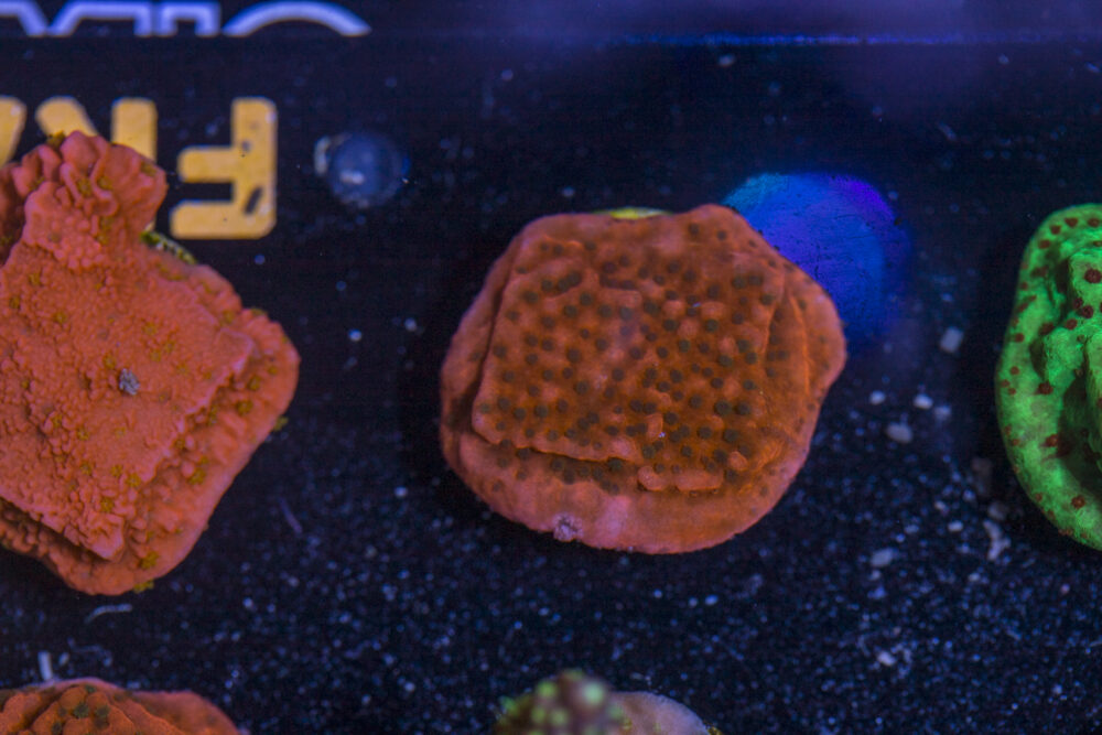 Montipora - Cherry Tree