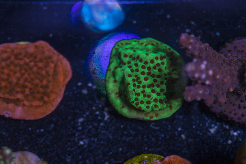 Montipora - Chilli Pepper