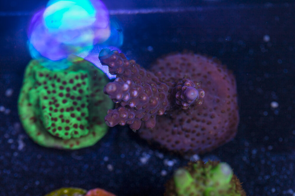 Acropora - Fireworks