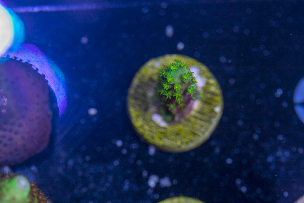 Acropora - Dallas