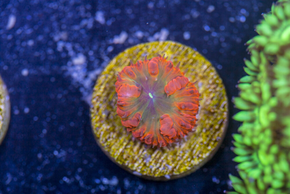 Blastomussa