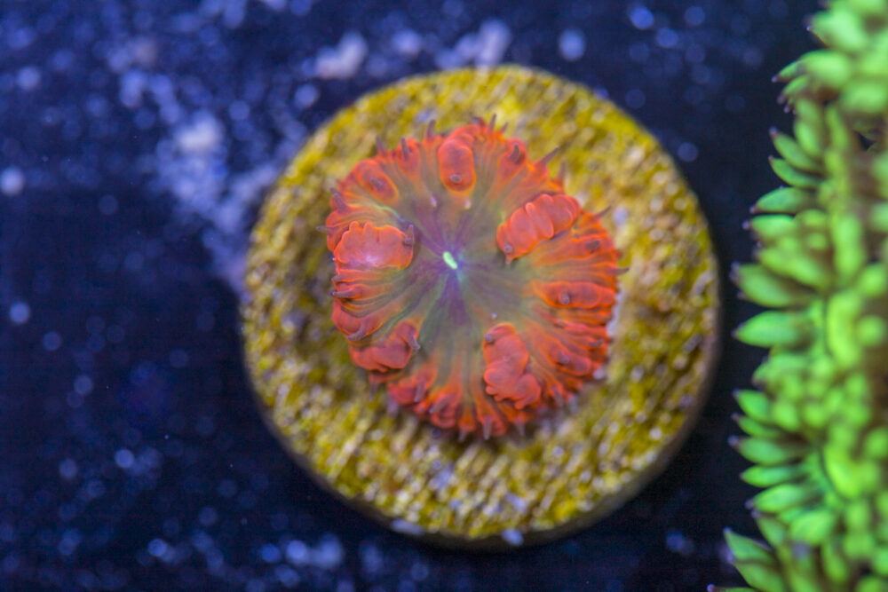 Blastomussa