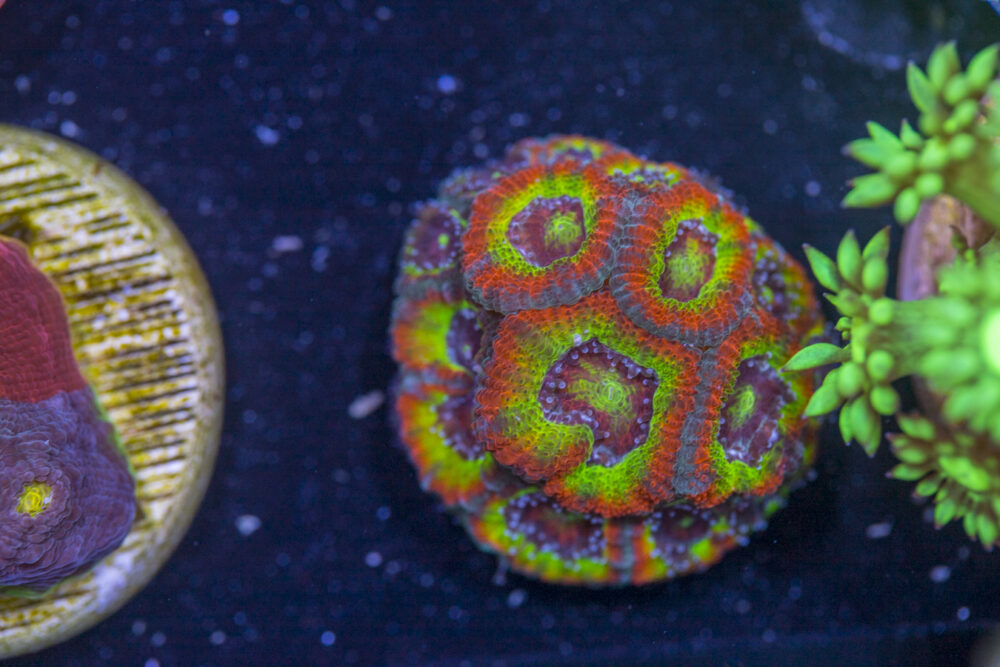 Acan - Holy Grail
