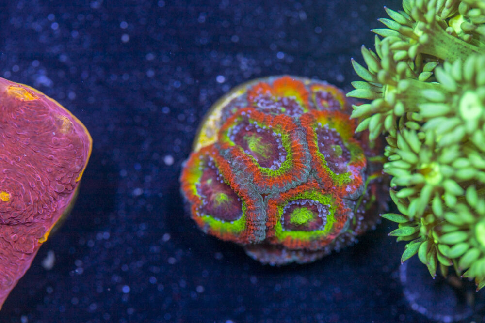 Acan - Holy Grail