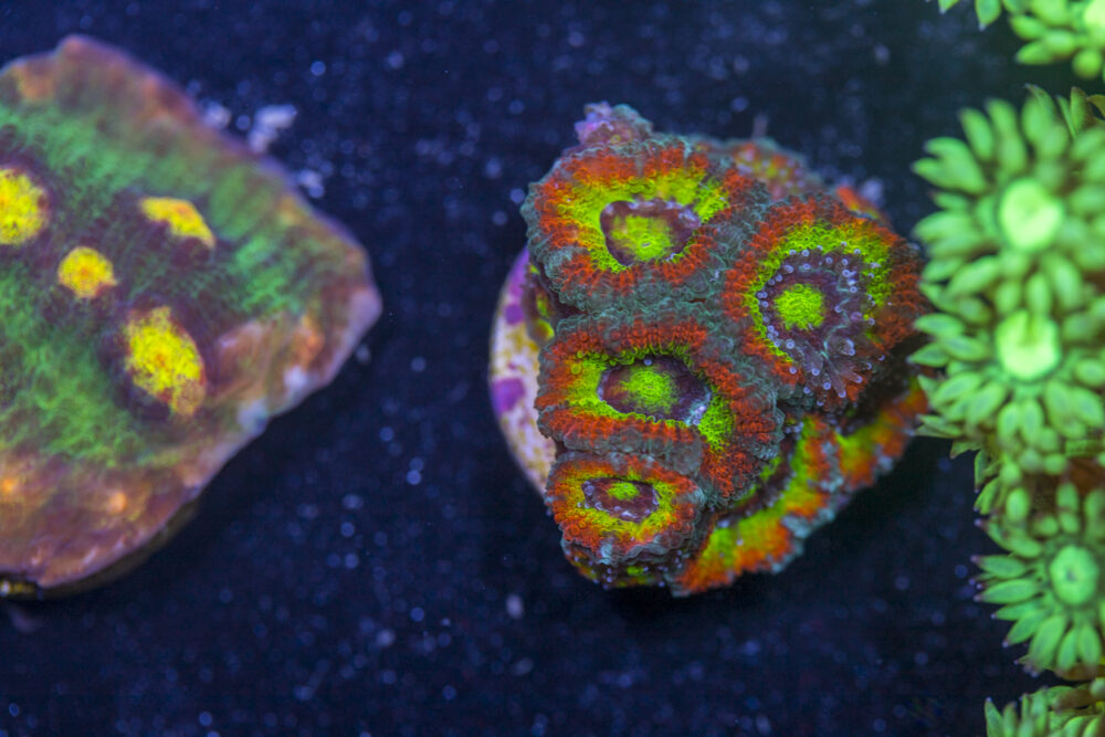Acan - Holy Grail
