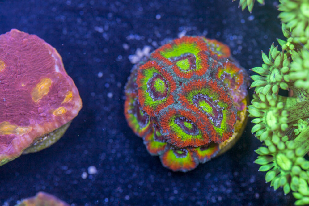 Acan - Holy Grail