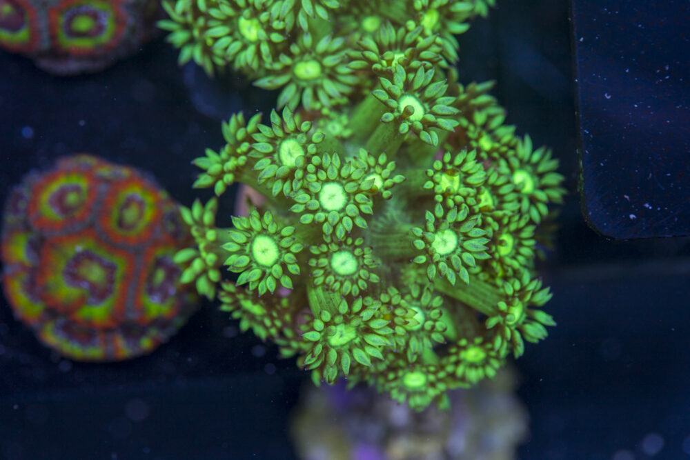 Goniopora