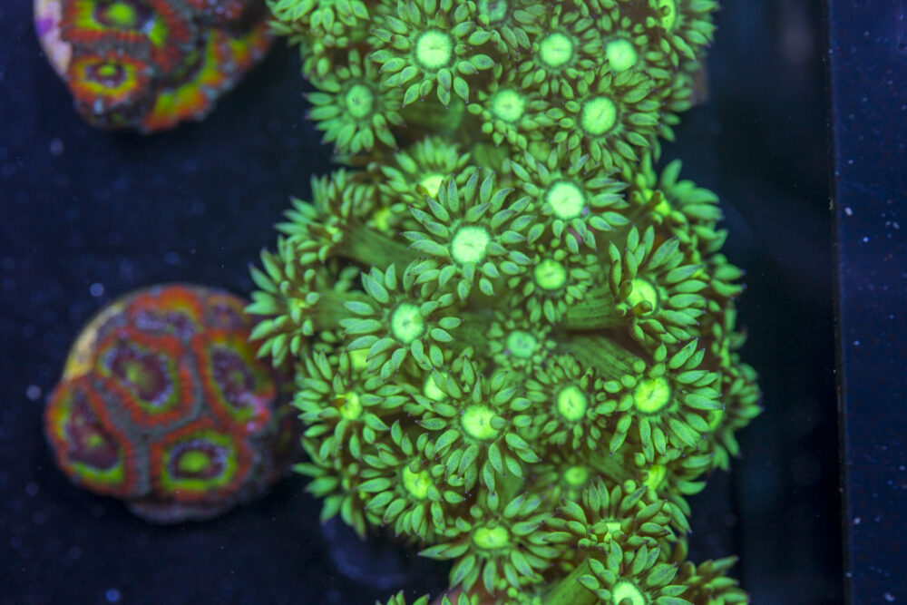 Goniopora